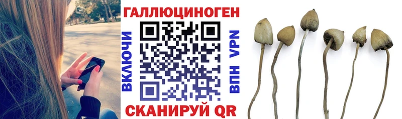Купить закладки  Михайловск  Галлюциногенные грибы мицелий 